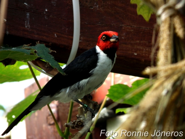 Brunstrupig kardinal (Paroaria gularis)